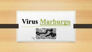 Virus Marburgo
 