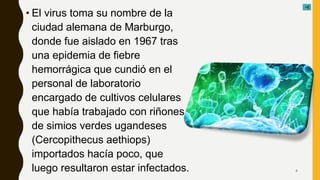 • El virus toma su nombre de la
ciudad alemana de Marburgo,
donde fue aislado en 1967 tras
una epidemia de fiebre
hemorrágica que cundió en el
personal de laboratorio
encargado de cultivos celulares
que había trabajado con riñones
de simios verdes ugandeses
(Cercopithecus aethiops)
importados hacía poco, que
luego resultaron estar infectados. 4
 