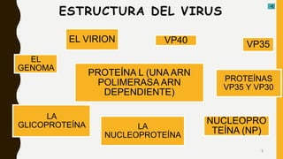 ESTRUCTURA DEL VIRUS
EL VIRION
EL
GENOMA
NUCLEOPRO
TEÍNA (NP)
VP35VP40
PROTEÍNA L (UNA ARN
POLIMERASA ARN
DEPENDIENTE)
LA
NUCLEOPROTEÍNA
LA
GLICOPROTEÍNA
PROTEÍNAS
VP35 Y VP30
5
 