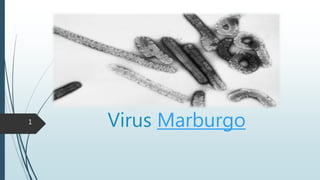 Virus Marburgo1
 