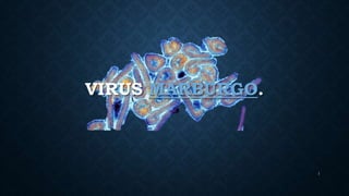 VIRUS MARBURGO.
1
 