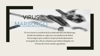 VIRUS
MARBURGO
El virus toma su nombre de la ciudad alemana de Marburgo,
donde fue aislado en 1967 tras una epidemia de fiebre
hemorrágica que cundió en el personal de laboratorio
encargado de cultivos celulares que había trabajado con
riñones de simios verdes ugandeses
 
