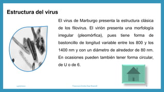 Estructura del virus
El virus de Marburgo presenta la estructura clásica
de los filovirus. El virión presenta una morfología
irregular (pleomórfica), pues tiene forma de
bastoncillo de longitud variable entre los 800 y los
1400 nm y con un diámetro de alrededor de 80 nm.
En ocasiones pueden también tener forma circular,
de U o de 6.
14/07/2021 Francisco Emilio Diaz Riveroll 6
 