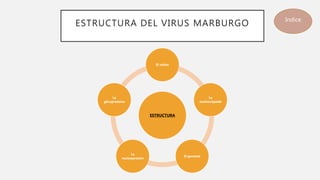 ESTRUCTURA DEL VIRUS MARBURGO
ESTRUCTURA
El virión
La
nucleocápside
El genoma
La
nucleoproteín
La
glicoproteína
Indice
 