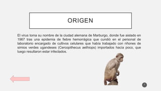 ORIGEN
El virus toma su nombre de la ciudad alemana de Marburgo, donde fue aislado en
1967 tras una epidemia de fiebre hemorrágica que cundió en el personal de
laboratorio encargado de cultivos celulares que había trabajado con riñones de
simios verdes ugandeses (Cercopithecus aethiops) importados hacía poco, que
luego resultaron estar infectados.
3
 