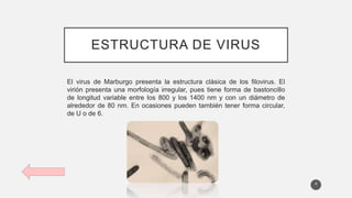 ESTRUCTURA DE VIRUS
El virus de Marburgo presenta la estructura clásica de los filovirus. El
virión presenta una morfología irregular, pues tiene forma de bastoncillo
de longitud variable entre los 800 y los 1400 nm y con un diámetro de
alrededor de 80 nm. En ocasiones pueden también tener forma circular,
de U o de 6.
4
 