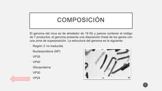 COMPOSICIÓN
El genoma del virus es de alrededor de 19 Kb y parece contener el código
de 7 productos; el genoma presenta una disposición lineal de los genes con
una zona de superposición. La estructura del genoma es la siguiente:
• Región 3’ no traducida
• Nucleoproteína (NP)
• VP35
• VP40
• Glicoproteína
• VP30
• VP24
5
 