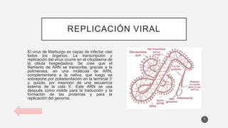 REPLICACIÓN VIRAL
El virus de Marburgo es capaz de infectar casi
todos los órganos. La transcripción y
replicación del virus ocurre en el citoplasma de
la célula hospedadora. Se cree que el
filamento de ARN se transcribe, gracias a la
polimerasa, en una molécula de ARN,
complementaria a la nativa, que luego se
sobrepone por poliadenilación en la terminal 3’
y, quizás, por inserción de una secuencia
externa de la cola 5’. Este ARN se usa
después como molde para la traducción y la
formación de las proteínas y para la
replicación del genoma.
6
 