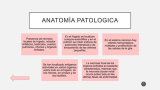 ANATOMÍA PATOLOGICA
Presencia de necrosis
focales de hígado, nódulos
linfáticos, testículos, ovarios,
pulmones, riñones y órganos
linfoides.
En el hígado se localizan
cuerpos eosinófilos y en el
pulmón se notan indicios de
pulmonitis intersticial y de
endoarteritis de las arterias
pequeñas.
En el sistema nervioso hay
infartos hemorrágicos
múltiples y proliferación de
las células de la glía.
Se han localizado antígenos
antivirales en varios órganos,
sobre todo en el hígado, en
los riñones, en el bazo y en
las hipófisis.
La necrosis focal de los
órganos linfoides es bastante
característica, mientras que
la necrosis tubular renal
ocurre sobre todo en las
últimas fases de enfermedad.
7
 