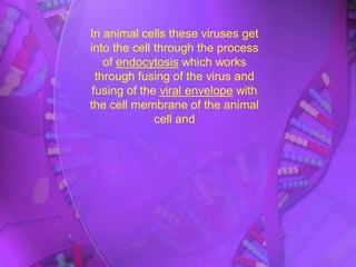 In animal cells these viruses get
into the cell through the process
of endocytosis which works
through fusing of the virus and
fusing of the viral envelope with
the cell membrane of the animal
cell and
 
