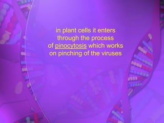 in plant cells it enters
through the process
of pinocytosis which works
on pinching of the viruses
 