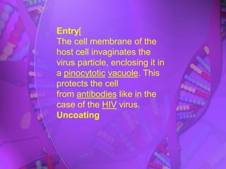 Entry[
The cell membrane of the
host cell invaginates the
virus particle, enclosing it in
a pinocytotic vacuole. This
protects the cell
from antibodies like in the
case of the HIV virus.
Uncoating
 