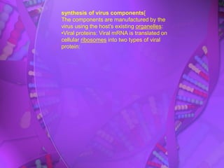 synthesis of virus components[
The components are manufactured by the
virus using the host's existing organelles:
•Viral proteins: Viral mRNA is translated on
cellular ribosomes into two types of viral
protein:
 