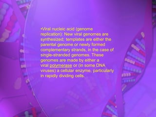 •Viral nucleic acid (genome
replication): New viral genomes are
synthesized; templates are either the
parental genome or newly formed
complementary strands, in the case of
single-stranded genomes. These
genomes are made by either a
viral polymerase or (in some DNA
viruses) a cellular enzyme, particularly
in rapidly dividing cells.
 