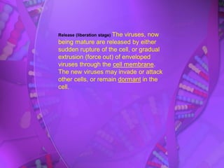 Release (liberation stage) The viruses, now
being mature are released by either
sudden rupture of the cell, or gradual
extrusion (force out) of enveloped
viruses through the cell membrane.
The new viruses may invade or attack
other cells, or remain dormant in the
cell.
 