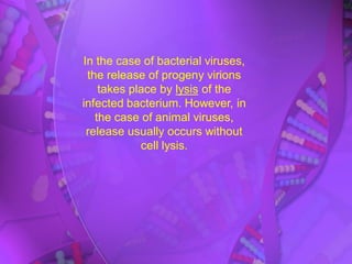In the case of bacterial viruses,
the release of progeny virions
takes place by lysis of the
infected bacterium. However, in
the case of animal viruses,
release usually occurs without
cell lysis.
 