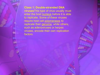 Class 1: Double-stranded DNA
virusesThis type of virus usually must
enter the host nucleus before it is able
to replicate. Some of these viruses
require host cell polymerases to
replicate their genome, while others,
such as adenoviruses or herpes
viruses, encode their own replication
factors.
 