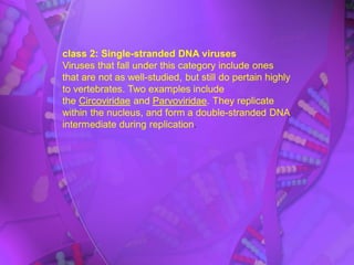 class 2: Single-stranded DNA viruses
Viruses that fall under this category include ones
that are not as well-studied, but still do pertain highly
to vertebrates. Two examples include
the Circoviridae and Parvoviridae. They replicate
within the nucleus, and form a double-stranded DNA
intermediate during replication.
 