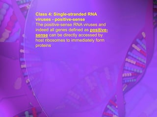 Class 4: Single-stranded RNA
viruses - positive-sense
The positive-sense RNA viruses and
indeed all genes defined as positive-
sense can be directly accessed by
host ribosomes to immediately form
proteins.
 