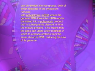 can be divided into two groups, both of
which replicate in the cytoplasm:
•Viruses
with polycistronic mRNA where the
genome RNA forms the mRNA and is
translated into a polyprotein product
that is subsequently cleaved to form
the mature proteins. This means that
the gene can utilize a few methods in
which to produce proteins from the
same strand of RNA, reducing the size
of its genome.
 