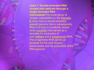 class 7: Double-stranded DNA
viruses that replicate through a
single-stranded RNA
intermediateThis small group of
viruses, exemplified by the Hepatitis
B virus, have a double-stranded,
gapped genome that is subsequently
filled in to form a covalently closed
circle (cccDNA) that serves as a
template for production of
viral mRNAs and a subgenomic RNA.
The progenome RNA serves as
template for the viral reverse
transcriptase and for production of the
DNA genome.
 