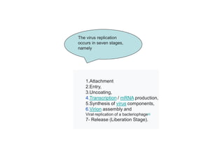 The virus replication
occurs in seven stages,
namely
1.Attachment
2.Entry,
3.Uncoating,
4.Transcription / mRNA production,
5.Synthesis of virus components,
6.Virion assembly and
Viral replication of a bacteriophage[3]
7- Release (Liberation Stage).
 