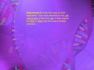 Attachment It is the first step of viral
replication. The virus attaches to the cell
membrane of the host cell. It then injects
its DNA or RNA into the host to initiate
infection..
 