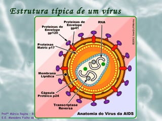 Estrutura típica de um vírus   