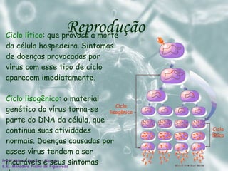 Ciclo lítico :  que provoca a morte da célula hospedeira .  Sintomas de doenças provocadas por vírus com esse tipo de ciclo aparecem imediatamente.   Ciclo lisogênico : o material genético do vírus torna-se parte do DNA da célula, que continua suas atividades normais. Doenças causadas por esses vírus tendem a ser incuráveis e seus sintomas demoram para aparecer. Reprodução Ciclo lisogênico Ciclo lítico 