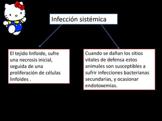 Infección sistémica
El tejido linfoide, sufre
una necrosis inicial,
seguida de una
proliferación de células
linfoides .
Cuando se dañan los sitios
vitales de defensa estos
animales son susceptibles a
sufrir infecciones bacterianas
secundarias, y ocasionar
endotoxemias.
 