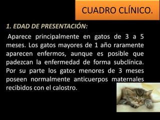 CUADRO CLÍNICO.
1. EDAD DE PRESENTACIÓN:
Aparece principalmente en gatos de 3 a 5
meses. Los gatos mayores de 1 año raramente
aparecen enfermos, aunque es posible que
padezcan la enfermedad de forma subclínica.
Por su parte los gatos menores de 3 meses
poseen normalmente anticuerpos maternales
recibidos con el calostro.
 