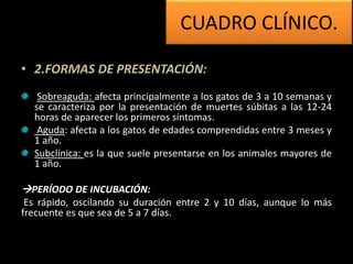 • 2.FORMAS DE PRESENTACIÓN:
Sobreaguda: afecta principalmente a los gatos de 3 a 10 semanas y
se caracteriza por la presentación de muertes súbitas a las 12-24
horas de aparecer los primeros síntomas.
Aguda: afecta a los gatos de edades comprendidas entre 3 meses y
1 año.
Subclínica: es la que suele presentarse en los animales mayores de
1 año.
PERÍODO DE INCUBACIÓN:
Es rápido, oscilando su duración entre 2 y 10 días, aunque lo más
frecuente es que sea de 5 a 7 días.
CUADRO CLÍNICO.
 