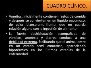 • Vómitos: inicialmente contienen restos de comida
y después se convierten en un líquido espumoso,
de color blanco-amarillento, que no guarda
relación alguna con la ingestión de alimento.
• La fuerte deshidratación acompañada de
vómitos, anorexia y diarrea conduce a una
debilidad extrema, facilitando que el animal entre
en un estado semi comatoso, apareciendo
hipotérmico en los últimos estadías de la
enfermedad.
CUADRO CLÍNICO.
 