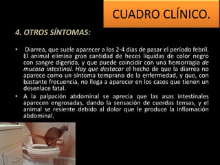 4. OTROS SÍNTOMAS:
• Diarrea, que suele aparecer a los 2-4 días de pasar el período febril.
El animal elimina gran cantidad de heces líquidas de color negro
con sangre digerida, y que puede coincidir con una hemorragia de
mucosa intestinal. Hay que destacar el hecho de que la diarrea no
aparece como un síntoma temprano de la enfermedad, y que, con
bastante frecuencia, no llega a aparecer en los casos que tienen un
desenlace fatal.
• A la palpación abdominal se aprecia que las asas intestinales
aparecen engrosadas, dando la sensación de cuerdas tensas, y el
animal se resiente debido al dolor que le produce la inflamación
abdominal.
CUADRO CLÍNICO.
 
