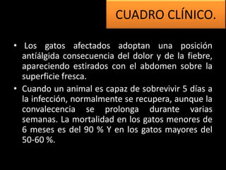 • Los gatos afectados adoptan una posición
antíálgida consecuencia del dolor y de la fiebre,
apareciendo estirados con el abdomen sobre la
superficie fresca.
• Cuando un animal es capaz de sobrevivir 5 días a
la infección, normalmente se recupera, aunque la
convalecencia se prolonga durante varias
semanas. La mortalidad en los gatos menores de
6 meses es del 90 % Y en los gatos mayores del
50-60 %.
CUADRO CLÍNICO.
 