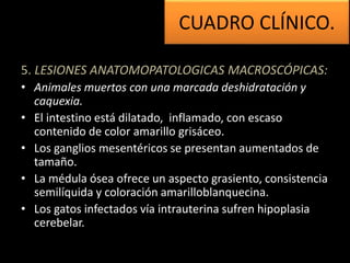 5. LESIONES ANATOMOPATOLOGICAS MACROSCÓPICAS:
• Animales muertos con una marcada deshidratación y
caquexia.
• El intestino está dilatado, inflamado, con escaso
contenido de color amarillo grisáceo.
• Los ganglios mesentéricos se presentan aumentados de
tamaño.
• La médula ósea ofrece un aspecto grasiento, consistencia
semilíquida y coloración amarilloblanquecina.
• Los gatos infectados vía intrauterina sufren hipoplasia
cerebelar.
CUADRO CLÍNICO.
 