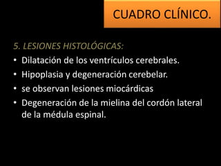 5. LESIONES HISTOLÓGICAS:
• Dilatación de los ventrículos cerebrales.
• Hipoplasia y degeneración cerebelar.
• se observan lesiones miocárdicas
• Degeneración de la mielina del cordón lateral
de la médula espinal.
CUADRO CLÍNICO.
 