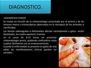 DIAGNOSTICO.
•DIAGNÓSTICO CLÍNICO:
Se realiza en función de la sintomatología presentada por el animal y de las
lesiones macro y microscópicas observadas en la necropsia de los animales o
sacrificados.
Las formas sobreagudas o fulminantes afectan normalmente a gatos recién
destetados, los cuales aparecen muertos
en el curso de 8-12 horas sin presentar
sintomatología previa, pudiendo confundirse estos
cuadros fácilmente con un envenenamiento.
Cuando la enfermedad se presenta en gatos de más
edad, las manifestaciones clínicas pueden ser
variadas:
 