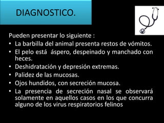 Pueden presentar lo siguiente :
• La barbilla del animal presenta restos de vómitos.
• El pelo está áspero, despeinado y manchado con
heces.
• Deshidratación y depresión extremas.
• Palidez de las mucosas.
• Ojos hundidos, con secreción mucosa.
• La presencia de secreción nasal se observará
solamente en aquellos casos en los que concurra
alguno de los virus respiratorios felinos
DIAGNOSTICO.
 