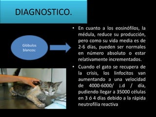 • En cuanto a los eosinófilos, la
médula, reduce su producción,
pero como su vida media es de
2-6 días, pueden ser normales
en número absoluto o estar
relativamente incrementados.
• Cuando el gato se recupera de
la crisis, los linfocitos van
aumentando a una velocidad
de 4000-6000/ ¡.d / día,
pudiendo llegar a 35000 células
en 3 ó 4 días debido a la rápida
neutrofilia reactiva
Glóbulos
blancos:
DIAGNOSTICO.
 