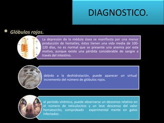 • Glóbulos rojos.
La depresión de la médula ósea se manifiesta por una menor
producción de hematíes, éstos tienen una vida media de 100-
120 días, no es normal que se presente una anemia por este
motivo, aunque existe una pérdida considerable de sangre a
través del intestino.
debido a la deshidratación, puede aparecer un virtual
incremento del número de glóbulos rojos.
el período virémico, puede observarse un descenso relativo en
el número de reticulocitos y un leve descenso del valor
hematocrito, comprobado experimental mente en gatos
infectados .
DIAGNOSTICO.
 