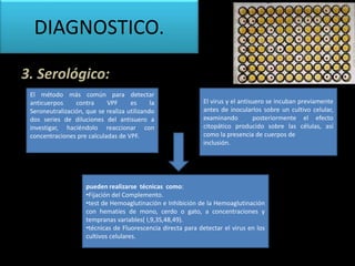 3. Serológico:
El método más común para detectar
anticuerpos contra VPF es la
Seroneutralización, que se realiza utilizando
dos series de diluciones del antisuero a
investigar, haciéndolo reaccionar con
concentraciones pre calculadas de VPF.
El virus y el antisuero se incuban previamente
antes de inocularlos sobre un cultivo celular,
examinando posteriormente el efecto
citopático producido sobre las células, así
como la presencia de cuerpos de
inclusión.
pueden realizarse técnicas como:
•Fijación del Complemento.
•test de Hemoaglutinación e Inhibición de la Hemoaglutinación
con hematíes de mono, cerdo o gato, a concentraciones y
tempranas variables( I,9,3S,48,49).
•técnicas de Fluorescencia directa para detectar el virus en los
cultivos celulares.
DIAGNOSTICO.
 