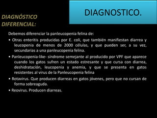 Debemos diferenciar la panleucopenia felina de:
• Otras enteritis producidas por E. coli, que también manifiestan diarrea y
leucopenia de menos de 2000 células, y que pueden ser, a su vez,
secundarias a una panleucopenia felina.
• Panleucopenia-like- síndrome semejante al producido por VPF que aparece
cuando los gatos sufren un estado estresante y que cursa con diarrea,
deshidratación, leucopenia y anemia, y que se presenta en gatos
resistentes al virus de la Panleucopenia felína
• Rotavirus. Que producen diarreas en gatos jóvenes, pero que no cursan de
forma sobreaguda.
• Reovirus. Producen diarreas.
DIAGNOSTICO.DIAGNÓSTICO
DIFERENCIAL:
 