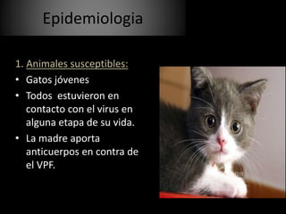 Epidemiologia
1. Animales susceptibles:
• Gatos jóvenes
• Todos estuvieron en
contacto con el virus en
alguna etapa de su vida.
• La madre aporta
anticuerpos en contra de
el VPF.
 