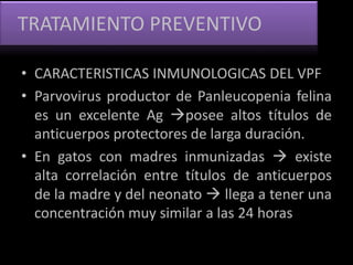 TRATAMIENTO PREVENTIVO
• CARACTERISTICAS INMUNOLOGICAS DEL VPF
• Parvovirus productor de Panleucopenia felina
es un excelente Ag posee altos títulos de
anticuerpos protectores de larga duración.
• En gatos con madres inmunizadas  existe
alta correlación entre títulos de anticuerpos
de la madre y del neonato  llega a tener una
concentración muy similar a las 24 horas
 