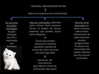 VACUNAS: INMUNIZACIÓN ACTIVA
Reducir la incidencia de la enfermedad
De extractos
de tejidos
homólogos
de gato
infectado
con VPF e
inactivados
con
formalina
Vacunas inactivadas obtenidas
sobre cultivos mono celulares.
Tienen el peligro de poseer
proteínas que pueden actuar
como alérgenos.
Únicas que pueden
utilizarse en hembras
gestantes y gatitos de
menos de cuatro semanas
con total seguridad.
necesarias dos
inoculaciones
para obtener títulos de
anticuerpos adecuados
Vacunas vivas
atenuadas por
pases sucesivos
sobre células
embrionarias de
gato hasta que
pierden
patogenicidad.
Producen una
inmunidad más
rápida y efectiva
que las vacunas
inactivadas
 