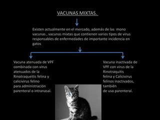 Existen actualmente en el mercado, además de las mono
vacunas , vacunas mixtas que contienen varios tipos de virus
responsables de enfermedades de importante incidencia en
gatos
VACUNAS MIXTAS.
Vacuna atenuada de VPF
combinada con virus
atenuados de la
Rinotraqueitis felina y
calicivirus felino
para administración
parenteral o intranasal.
Vacuna inactivada de
VPF con virus de la
Rinotraquitis
felina y Calicivirus
felinos inactivados,
también
de uso parenteral.
 