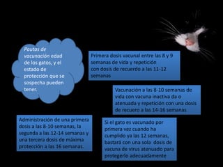 Pautas de
vacunación edad
de los gatos, y el
estado de
protección que se
sospecha pueden
tener.
Primera dosis vacunal entre las 8 y 9
semanas de vida y repetición
con dosis de recuerdo a las 11-12
semanas
Vacunación a las 8-10 semanas de
vida con vacuna inactiva da o
atenuada y repetición con una dosis
de recuero a las 14-16 semanas
Si el gato es vacunado por
primera vez cuando ha
cumplido ya las 12 semanas,
bastará con una sola dosis de
vacuna de virus atenuado para
protegerlo adecuadamente
Administración de una primera
dosis a las 8-10 semanas, la
segunda a las 12-14 semanas y
una tercera dosis de máxima
protección a las 16 semanas.
 