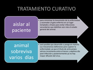 TRATAMIENTO CURATIVO
• para minimizar la transmisión de la enfermedad
y acomodar al gato enfermo en un lugar
templado y limpio para evitar infecciones
secundarias que debilitan aún más el estado
general del animal.
aislar al
paciente
• será posible que desarrolle o ponga en marcha
sus mecanismos defensivos para superar la
enfermedad, ya que el título de anticuerpos
séricos incrementa entre el tercer y séptimo día
post-infección y posteriormente ya no hay
mayor difusión del virus.
animal
sobreviva
varios días
 