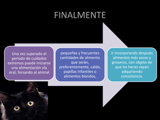 FINALMENTE
Una vez superado el
período de cuidados
extremos puede iniciarse
una alimentación vía
oral, forzando al animal
pequeñas y frecuentes
cantidades de alimento
que serán,
preferentemente, caldo,
papillas infantiles o
alimentos blandos,
ir incorporando después
alimentos más secos y
groseros, con objeto de
que las heces vayan
adquiriendo
consistencia.
 